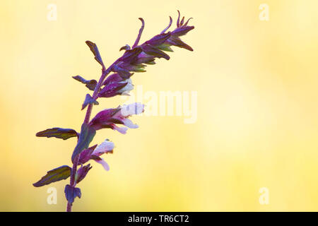 Red Bartsia (Odontites vulgaris, Odontites rubra, Euphrasia odontites, Euphrasia serotina, Odontites américain), l'inflorescence, Allemagne Banque D'Images