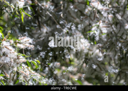 Le saule blanc (Salix alba), flying seeds, Allemagne Banque D'Images