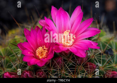 Fleur de cactus, Canaries, Lanzarote Banque D'Images