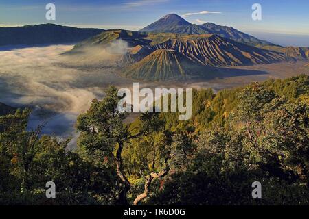 Vue sur les volcans Bromo, Batok et Semeru, Indonésie, Java, Parc National de Bromo Tengger Semeru Banque D'Images