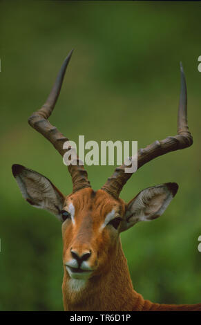 Black-faced Impala (Aepyceros melampus petersi, Aepyceros petersi), buck, portrait, Namibie Banque D'Images