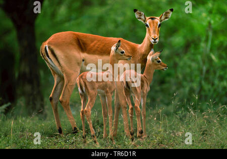 Black-faced Impala (Aepyceros melampus petersi, Aepyceros petersi), Femme debout avec deux jeunes animaux sur l'herbe, la Namibie Banque D'Images