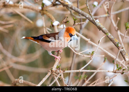 (Coccothraustes coccothraustes hawfinch), homme en coloration nuptiale, l'Allemagne, la Bavière Banque D'Images