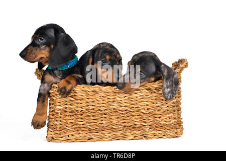 Teckel à poil court, à poil court, chien saucisse chien domestique (Canis lupus f. familiaris), trois cute dachshund met bas dans un panier, cut-out Banque D'Images