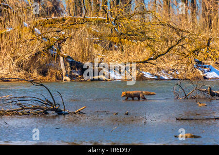 Le renard roux (Vulpes vulpes), le harcèlement criminel en eau peu profonde au bord du lac avec des canards colverts, de l'Allemagne, de Bavière, le lac de Chiemsee Banque D'Images