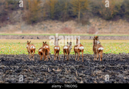 Le chevreuil (Capreolus capreolus), groupe de chevreuils sur acre au début du printemps, l'Allemagne, Bavière, Erdinger Moos Banque D'Images