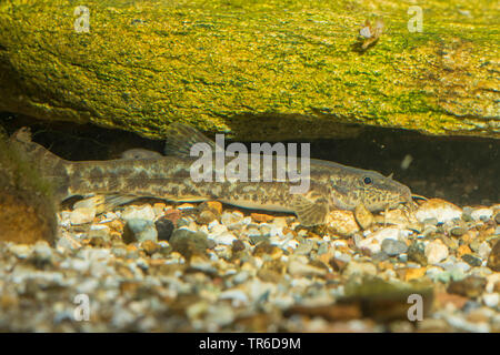 Loach pierre (Noemacheilus Barbatula barbatula, barbulatus, Nemacheilus barbatulus), portrait en pied, vue latérale, Allemagne Banque D'Images