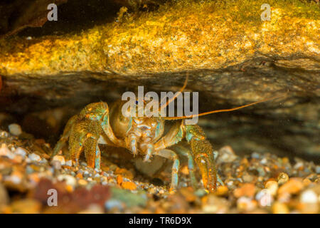 Écrevisse, Torrent des écrevisses (Astacus torrentium, Austropotamobius torrentium, Potamobius, Astacus torrentium saxatilis), femme dans la grotte, Allemagne Banque D'Images