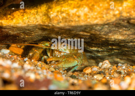 Écrevisse, Torrent des écrevisses (Astacus torrentium, Austropotamobius torrentium, Potamobius, Astacus torrentium saxatilis), femme dans la grotte, Allemagne Banque D'Images