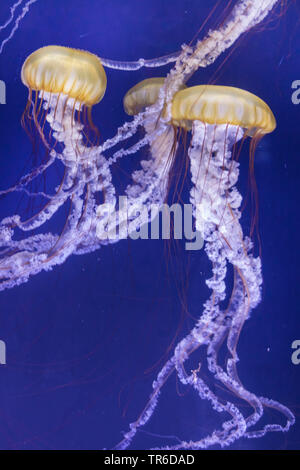 Boussole, méduses méduses à bandes rouges (Chrysaora hysoscella), flottant Banque D'Images