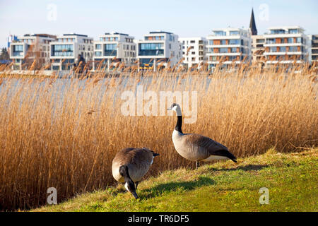 Bernache du Canada (Branta canadensis), deux de la bernache du Canada au lac phoenix, l'Allemagne, en Rhénanie du Nord-Westphalie, Ruhr, Dortmund Banque D'Images