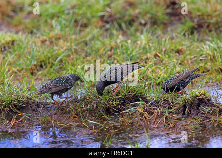 Étourneau sansonnet (Sturnus vulgaris), trois étourneaux à chercher de la nourriture par le waterside, Allemagne Banque D'Images