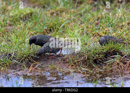 Étourneau sansonnet (Sturnus vulgaris), trois étourneaux à chercher de la nourriture par le waterside, Allemagne Banque D'Images