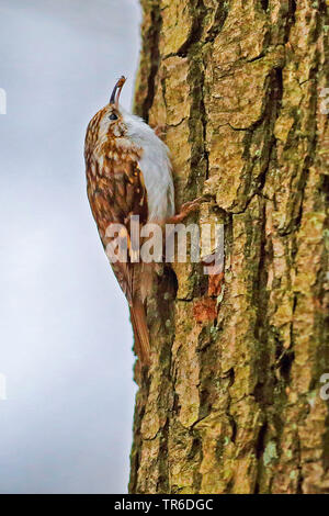 Bruant commun (Certhia familiaris), assis à un tronc d'arbre d'alimentation, Allemagne Banque D'Images