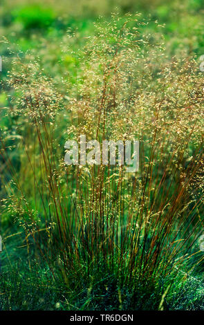 Les cheveux ondulés, frisés à graminées Deschampsia flexuosa, deschampsie (Avenella flexuosa), la floraison, Allemagne Banque D'Images