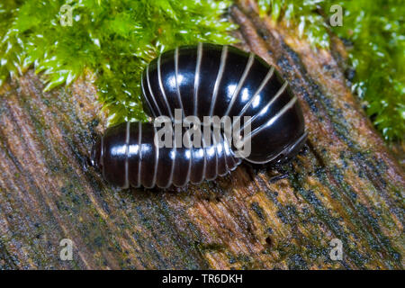 Comprimé mille-pattes (Glomeris marginata), sur bois, Allemagne Banque D'Images