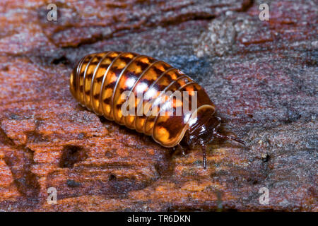 Comprimé mille-pattes (Glomeris hexasticha), sur bois, Allemagne Banque D'Images