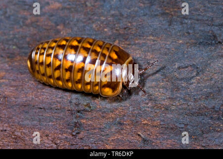 Comprimé mille-pattes (Glomeris hexasticha), sur bois, Allemagne Banque D'Images