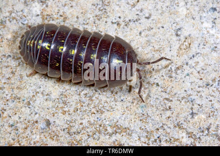 Cloporte commun, les cloportes vulgaires, sow bug (Armadillidium vulgare), vue du dessus, Allemagne Banque D'Images