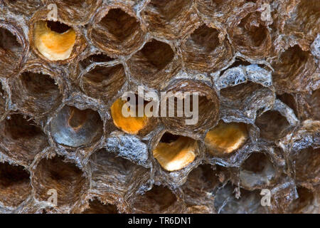 Mouche ichneumon (Latibulus argiolus, Endurus argiolus), Cocoon dans un nid de guêpes sur le terrain, Allemagne Banque D'Images