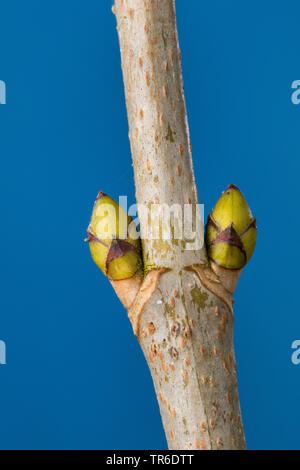 L'érable sycomore, grand érable (Acer pseudoplatanus), de bourgeons, Allemagne Banque D'Images