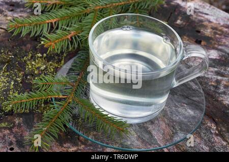 L'épinette de Norvège (Picea abies), arbre originaire d'Allemagne, de l'aiguille de l'épinette Banque D'Images