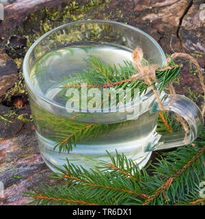 L'épinette de Norvège (Picea abies), arbre originaire d'Allemagne, de l'aiguille de l'épinette Banque D'Images