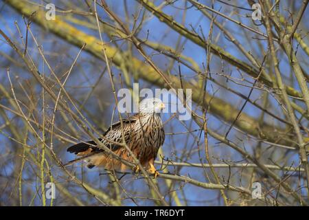 Le milan royal (Milvus milvus), assis sur un arbre, Allemagne Banque D'Images