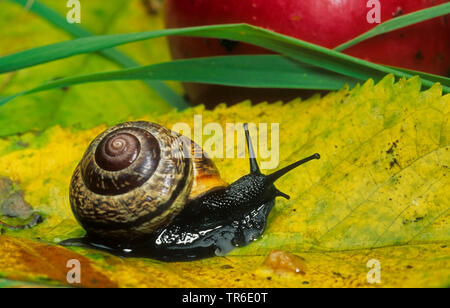 Verger escargot, Copse (escargots Arianta arbustorum), sur une feuille, vue latérale, Allemagne Banque D'Images