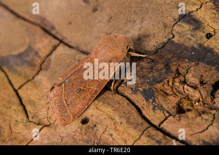 Quaker commun (Orthosia cerasi, Monima, Orthosia cerasi stabilis), imago assis bien camouflée sur le bois mort, Allemagne Banque D'Images