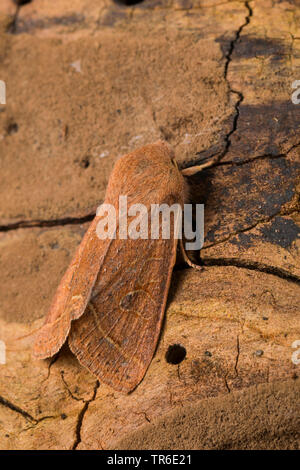 Quaker commun (Orthosia cerasi, Monima, Orthosia cerasi stabilis), imago assis bien camouflée sur le bois mort, Allemagne Banque D'Images