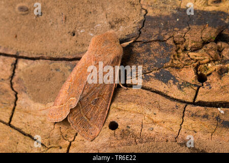 Quaker commun (Orthosia cerasi, Monima, Orthosia cerasi stabilis), imago assis bien camouflée sur le bois mort, Allemagne Banque D'Images