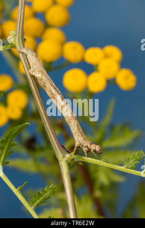 L'arpenteuse de mélèze, sapin, élagueur de bleuets, arpenteuse arpenteuse de prune (Ectropis crepuscularia, Ectropis bistortata, Boarmia bistortata), Caterpillar sur tanaisie, Allemagne Banque D'Images