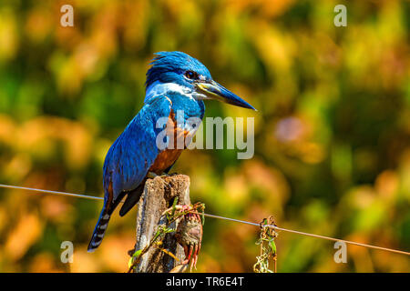 Ringed Kingfisher (Megaceryle torquata), femme assise sur un post d'escrime, Brésil, Pantanal, Pantanal Matogrossense National Park Banque D'Images