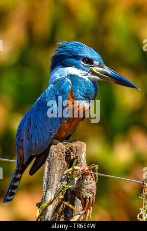 Ringed Kingfisher (Megaceryle torquata), femme assise sur un post d'escrime, Brésil, Pantanal, Pantanal Matogrossense National Park Banque D'Images