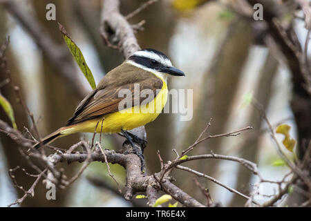 Tyran quiquivi (Pitangus sulfuratus), assis sur une branche, vue de côté, le Brésil, Pantanal, Pantanal Matogrossense Parc National, Mato Grosso Banque D'Images