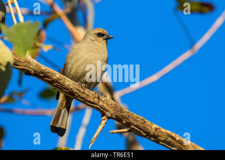Agelaioides badius, cowbird ailé de baie grisâtre, assis sur une branche morte, Brésil, Parc national Pantanal Matogrosso, Mato Grosso Banque D'Images