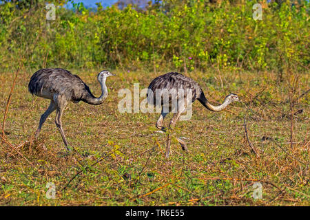 Nandou (Rhea americana), deux marcher plus de nandou de nourriture, vue de côté, le Brésil, Pantanal, Pantanal Matogrossense National Park Banque D'Images