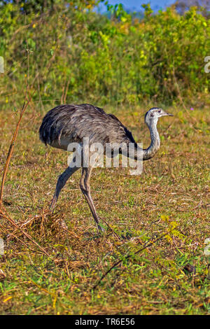 Nandou (Rhea americana), portrait en pied, vue de côté, le Brésil, Pantanal, Pantanal Matogrossense National Park Banque D'Images