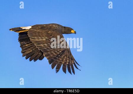 Great Black Hawk (Buteogallus urubitinga), en vol dans le ciel bleu, vue de côté, le Brésil, Pantanal, Pantanal Matogrossense National Park Banque D'Images