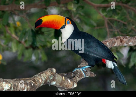 Toco Toucan, Toucan, Toucan toco Ramphastos (commune), assis sur une branche, vue de côté, le Brésil, Pantanal, Pantanal Matogrossense National Park Banque D'Images