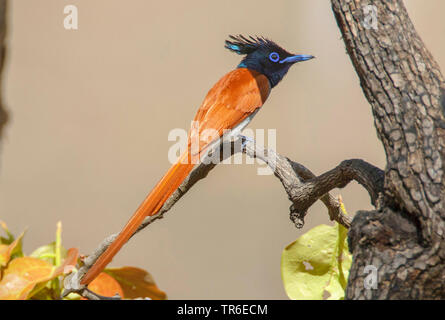 L'asiatique paradise flycatcher (Terpsiphone paradisi), homme assis sur une branche, vue de côté, l'Inde, Pench National Park Banque D'Images