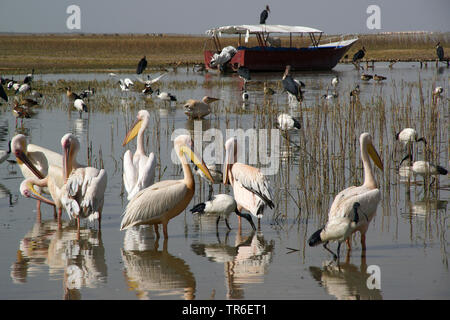 Des pélicans (Pelecanidae), des pélicans au lac Langano Langano, Éthiopie, voir Banque D'Images