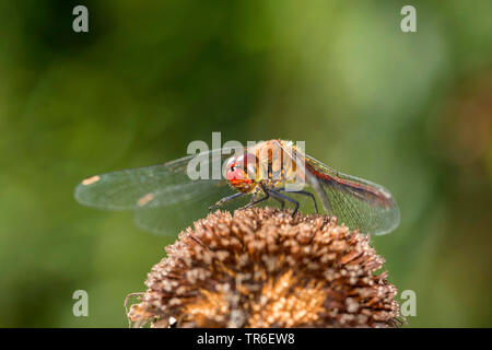 Ruddy, sympetrum Sympetrum sanguineum Ruddy (dard), homme assis sur une infructescence, Allemagne, Mecklembourg-Poméranie-Occidentale Banque D'Images