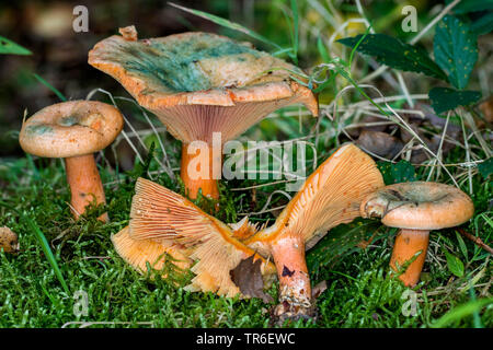 Faux safran milkcap (Lactarius deterrimus), groupe, l'Allemagne, Mecklembourg-Poméranie-Occidentale Banque D'Images