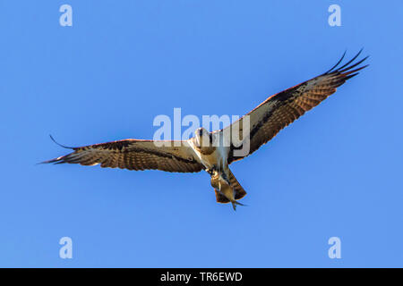 Osprey, le poisson hawk (Pandion haliaetus), battant avec les proies, Allemagne, Mecklembourg-Poméranie-Occidentale Banque D'Images