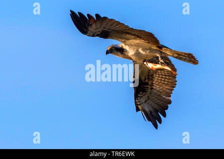 Osprey, le poisson hawk (Pandion haliaetus), avec l'Allemagne, le poisson pêché, Mecklembourg-Poméranie-Occidentale, Malchiner Voir Banque D'Images