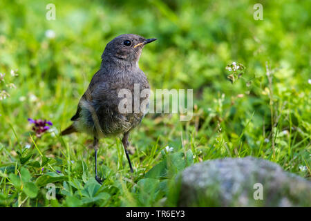 Rougequeue noir (Phoenicurus ochruros), les jeunes sur le terrain, en Allemagne, en Mecklembourg-Poméranie-Occidentale Banque D'Images