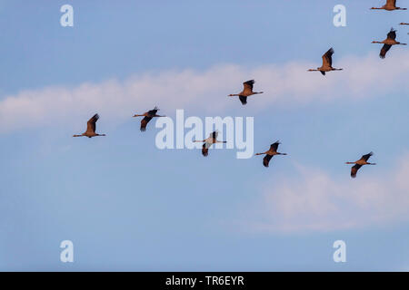 Grue cendrée grue eurasienne, (Grus grus), vol en formation dans le ciel, vue de dessous, en Allemagne, en Mecklembourg-Poméranie-Occidentale Banque D'Images