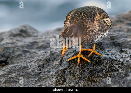 Bécasseau violet (Calidris maritima), la recherche de nourriture sur la mer Baltique, Allemagne, Mecklembourg-Poméranie-Occidentale Banque D'Images